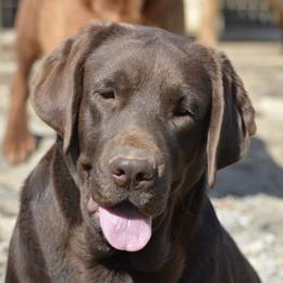 Hershey - Labrador Retriever