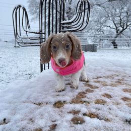 Dachshund Puppies from Tropic Dachshunds