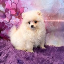 Joey - Cream male Pomeranian puppy in Eastover, North Carolina from Tea-Cake Pomeranians of The Carolinas