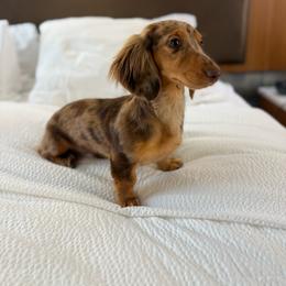 Bailey - Dachshund