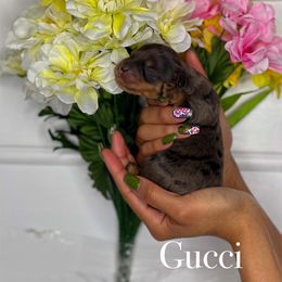 Cockapoo and Goldendoodle Puppies from My Forever Best Friend