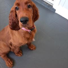 Irish Setter Puppies from MJ's Small Town Irish Setters