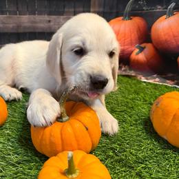 Boy 1 (Olympus) (orange collar) - Light golden male Golden Retriever puppy in Hubbard, Ohio from Whickering Pines Golden Retrievers
