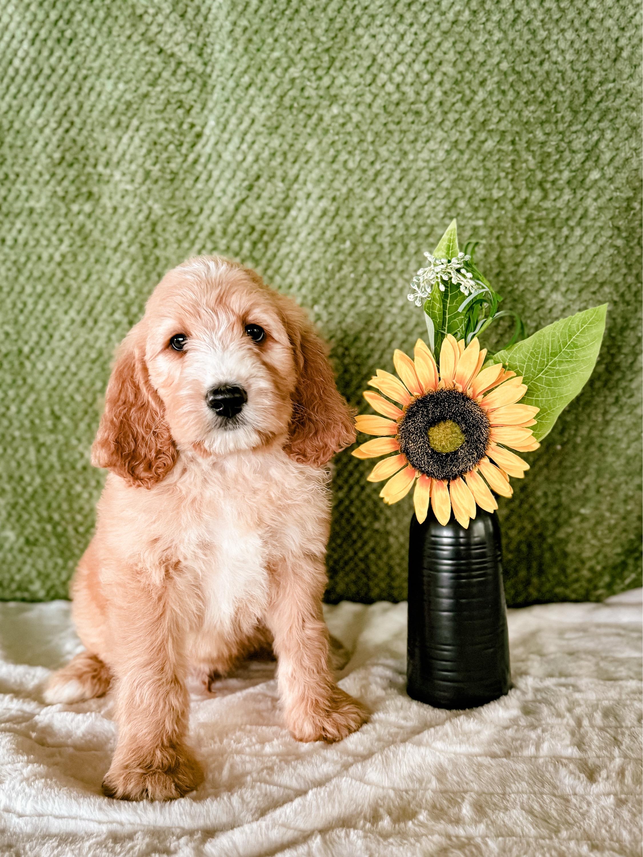 Sunflower (Sunny) - Red male Labradoodle puppy in Elizabeth City, North Carolina from Howdy Doodles