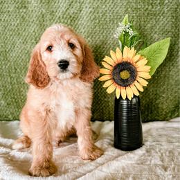 Sunflower (Sunny) - Red male Labradoodle puppy in Elizabeth City, North Carolina from Howdy Doodles