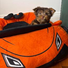 Buttercup - Chocolate, tan and white male Yorkshire Terrier puppy in Illinois from Pretty Little Yorkies