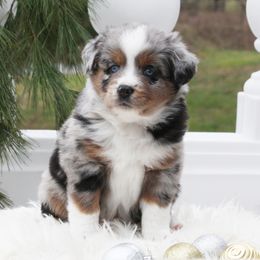 Dutton - Blue merle male Miniature Australian Shepherd puppy in Mifflin, Pennsylvania from Cabin Hearth Miniature and Toy Australian Shepherds