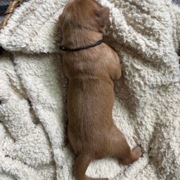 Black Collar Boy - Golden male Golden Retriever puppy in Bristol, Tennessee from The Dogstead