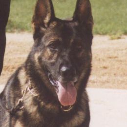 Belgian Malinois and German Shepherds from Debby Sundstrom