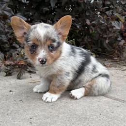 Male 1 - Red merle and white male American Corgi puppy in Portland, North Dakota from Sliding stop corgis