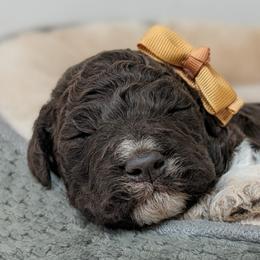 Aurora - Brown roan female Lagotto Romagnolo puppy in West Jordan, Utah from Salt Lake Lagotto