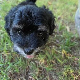 Boy1 - Black male Havanese puppy in Batesville, Arkansas from Hillbilly Havanese
