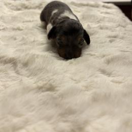 Dachshund Puppies from S&C Doxies