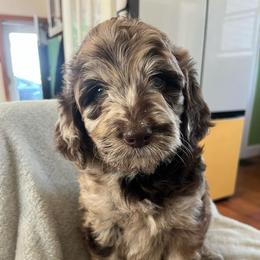 Ziggy - Merle male Labradoodle puppy in Lowville, New York from Adirondack Labradoodles