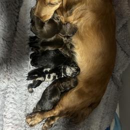 Dachshund Puppies from Dashing Doxie’s