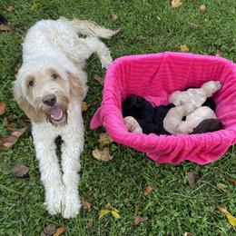Fern - Goldendoodle
