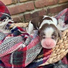 Piña Colada - Liver white and tan female English Springer Spaniel puppy in Swainsboro, Georgia from Sweet Georgia Springers