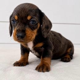 Comet - Dapple male Dachshund puppy in Callahan, Florida from Little Foot Kennels