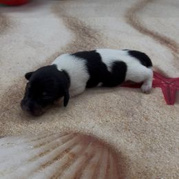 Black and Tan Piebald Smooth Female - Piebald female Dachshund puppy in Killeen, Texas from Southern Dachshunds