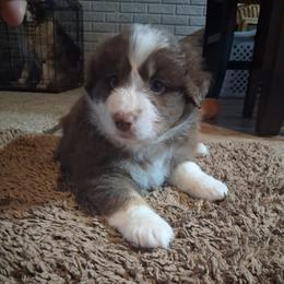Copper. - Red tri-color male Australian Shepherd puppy in Oakland City, Indiana from Moonlightaussies