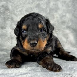 BPM1 - Black phantom male Aussiedoodle puppy in Prague, Oklahoma from Classic K9’s  Aussies & Doodles