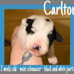 Carlton - Parti male Miniature Schnauzer puppy in Falcon, Missouri from The Way Dog Breeding