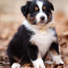 Joy - Black tri-color female Australian Shepherd puppy in Georgetown, Texas from River Reign Australian Shepherds