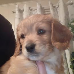 Cavapoo Puppies from A&J Cavapoos