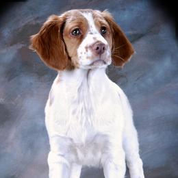 Brittany Puppies from Wind Mountain Kennels