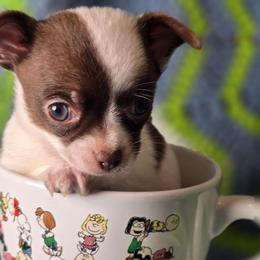Mochi - Chocolate and white male Chihuahua puppy in Plainfield, Indiana from Abby's Pampered Pooches