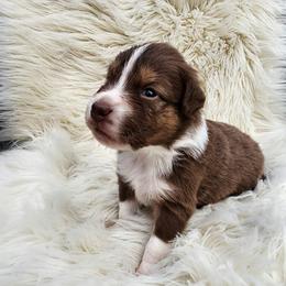 Klaus - Red tri-color male Australian Shepherd puppy in Trail, Oregon from Stapp's Australian Shepherds