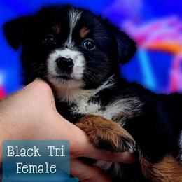 Chelsea - Black tri female Miniature Australian Shepherd puppy in Punta Gorda, Florida from Christie's Creekside Aussies