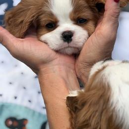 Bea - Blenheim female Cavalier King Charles Spaniel puppy in Greensboro, North Carolina from Hyde Park Cavaliers
