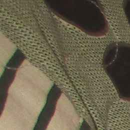 Liberty - Anatolian Shepherd Dog