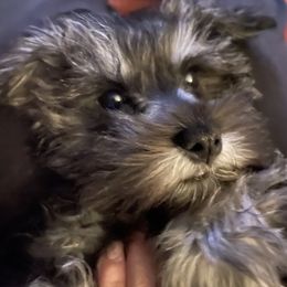 Miniature Schnauzer Puppies from Schnauzer puppies