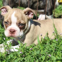 Tiger - Red male Boston Terrier puppy in Brooksville, Florida from I Love Pups