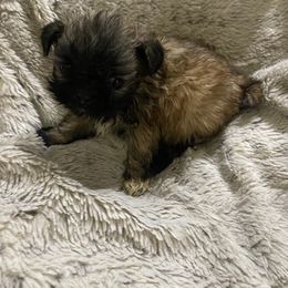 Brindle Female - Brindle female Shih Tzu puppy in Godley, Texas from Godleys finest