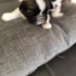 Shih Tzu Puppies from Niepoetter Shih Tzus