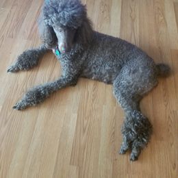 Poodle All Grown Up from Sonshine Retreat Poodles