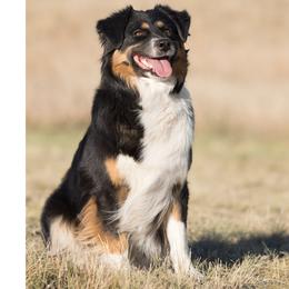 Mira - Miniature American Shepherd
