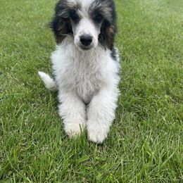Bernedoodle, Goldendoodle, and Poodle Puppies from Country View Bernedoodles and Goldendoodles