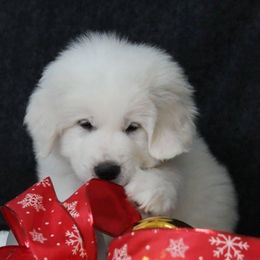 Great Pyrenees Puppies from Imac Great Pyrenees
