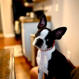 Boston Terrier Puppies from Our Gang Bostons