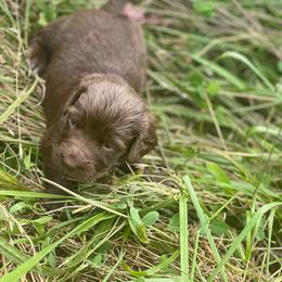 Hank - Chocolate male Dachshund puppy in Carthage, Missouri from Hounds by Mishelle