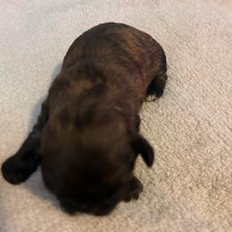 Girl 1 - Chocolate female Shih Tzu puppy in Benbrook, Texas from Michael’s Shih Tzus