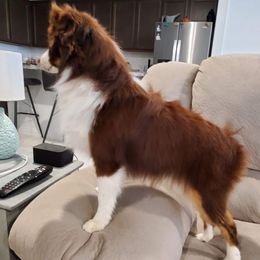 Australian Shepherds and Toy Australian Shepherds from DD's Kennel
