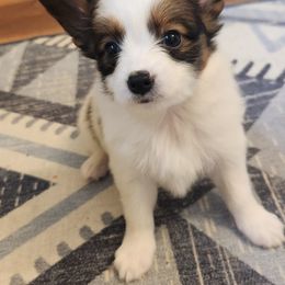 Marcel - White black and tan male Papillon puppy in Vass, North Carolina from Leslie's Papillons