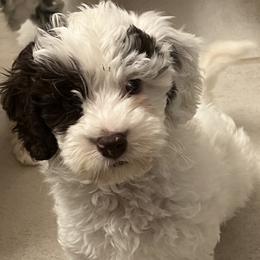 Lyric - Black and chalk female Australian Labradoodle puppy in Denton, Texas from Dignity Labradoodles