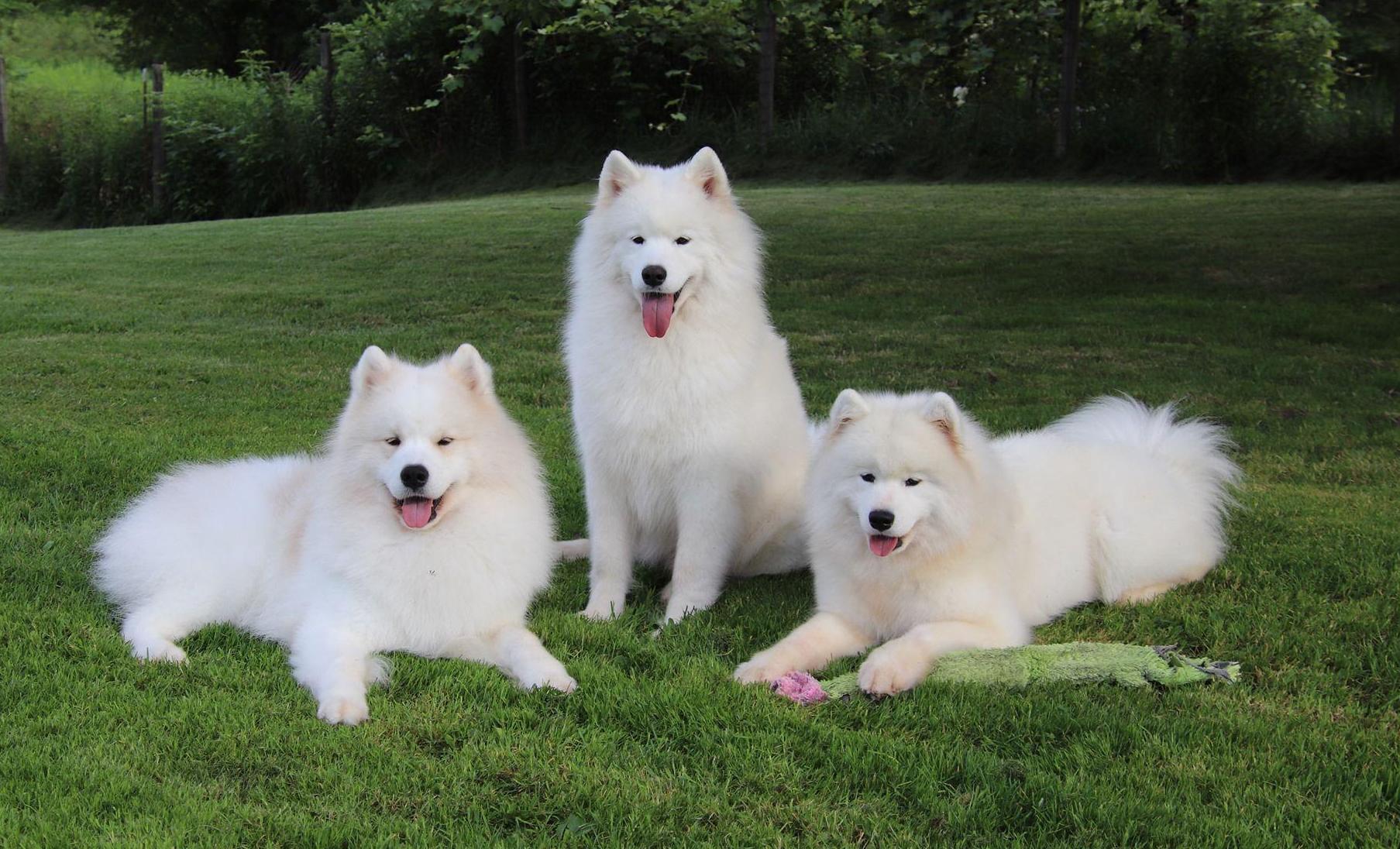 Three adult Samoyeds lay in the grass