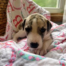 Luna - Fawn brindle female Whippet puppy in Oneida, Tennessee from Saving Grace